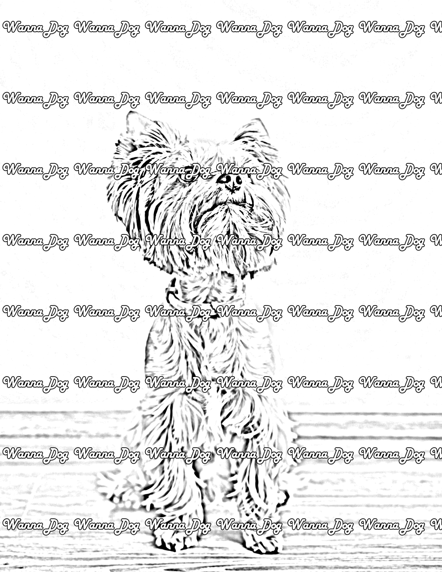 Yorkshire Terrier Coloring Pages of a Yorkshire Terrier looking up
