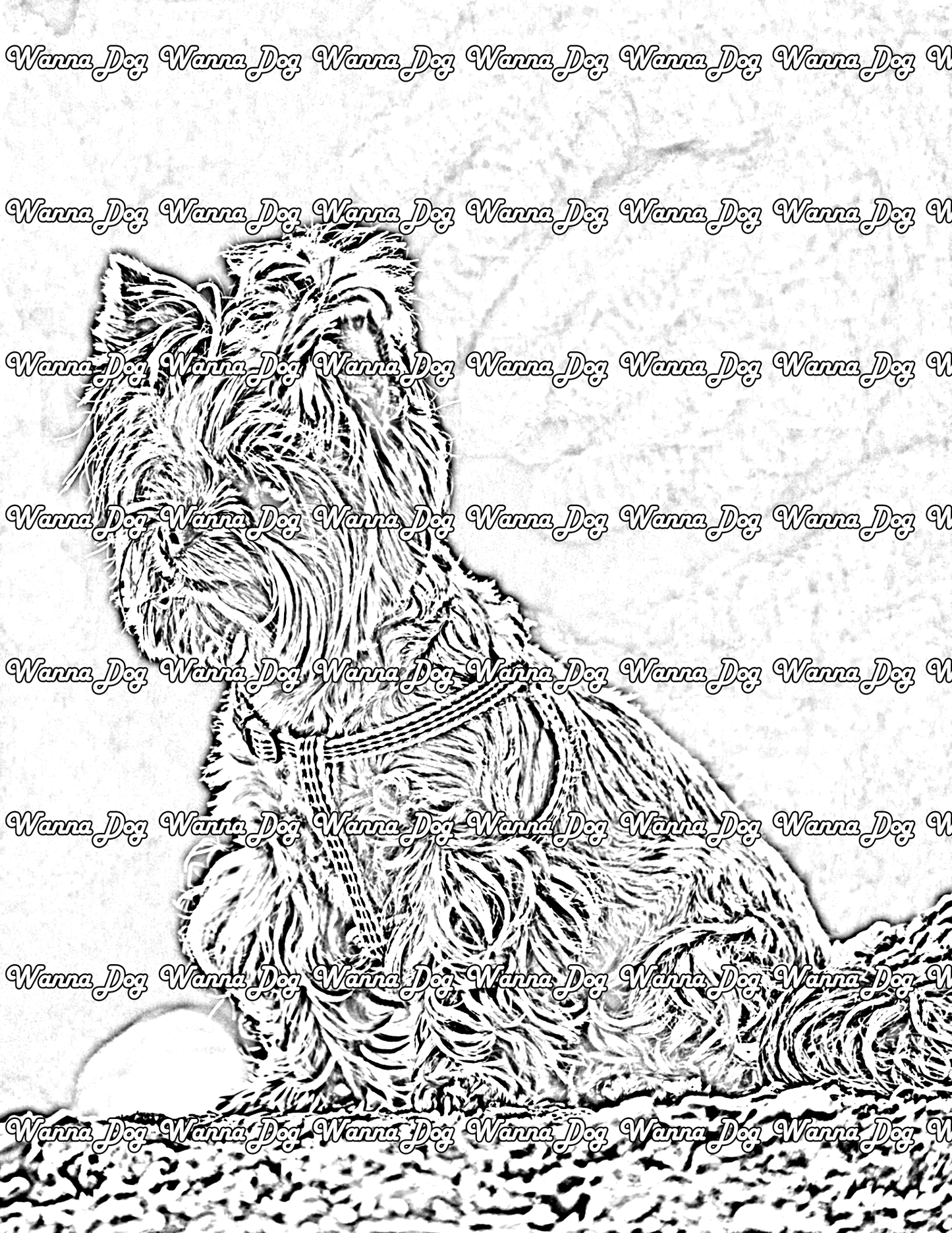 Yorkshire Terrier Coloring Pages of a Yorkshire Terrier on a hike