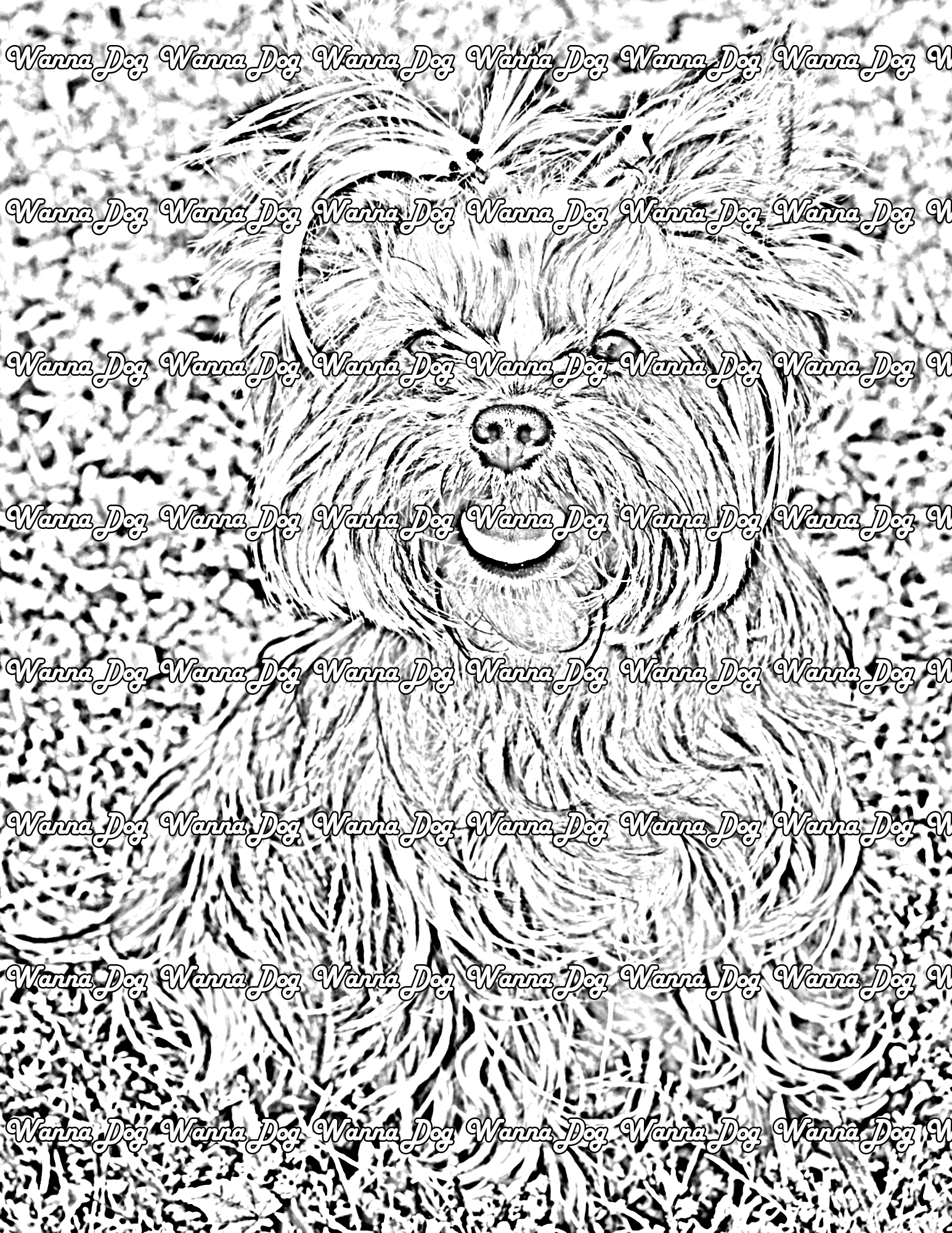 Yorkshire Terrier Coloring Pages of a Yorkshire Terrier with their tongue out