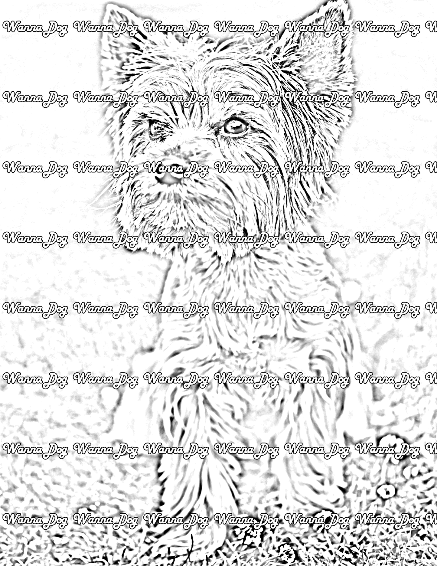 Yorkshire Terrier Coloring Pages of a Yorkshire Terrier looking away from the camera