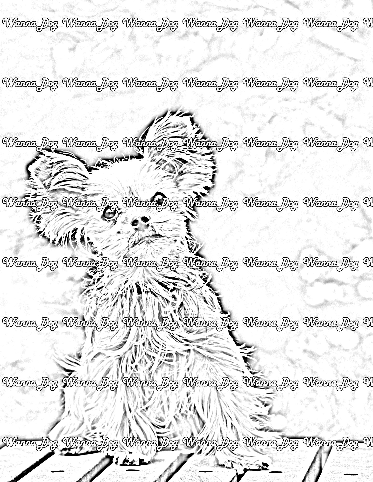 Yorkshire Terrier Coloring Pages of a Yorkshire Terrier sitting on a bench